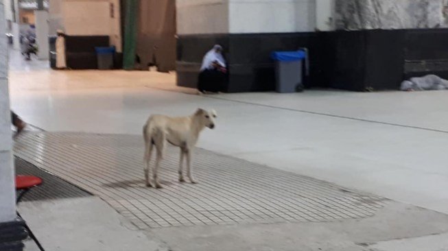 Bukan di Sentul, Foto Anjing Berkeliaran di Masjidil Haram Tapi Tak Diusir