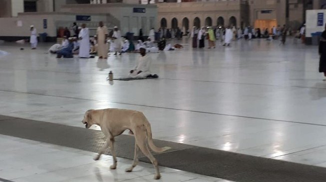  Berkeliaran di Masjidil Haram Mekkah, Polisi: No Problem!