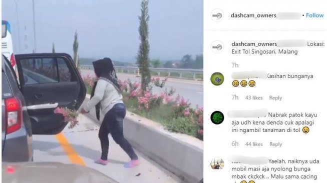 Viral Emak-emak Curi Bunga di Tengah Jalan Kabupaten Malang