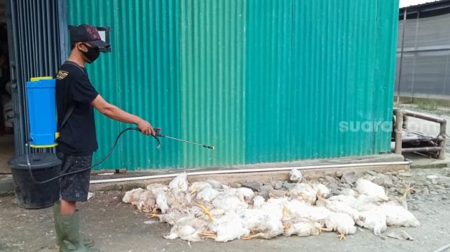 Astaga! Dampak PPKM Darurat, Ratusan Ayam di Banjarnegara Mati Setiap Hari