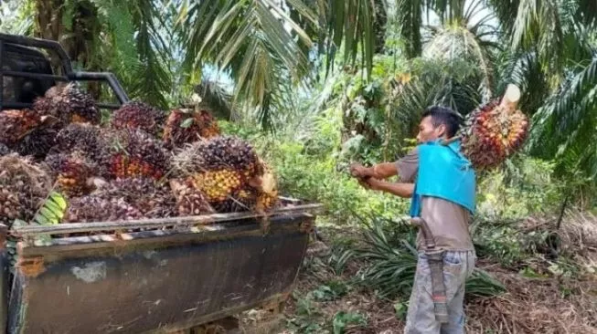 Angkutan Industri Sawit Wajib Pakai BBM Nonsubsidi, Perusahaan Diminta Mendukung