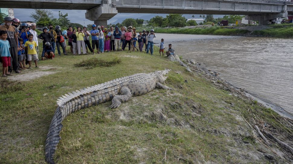 Buaya Raksasa Muncul di Pinggir Sungai, Malah Dibuat Mainan Warga