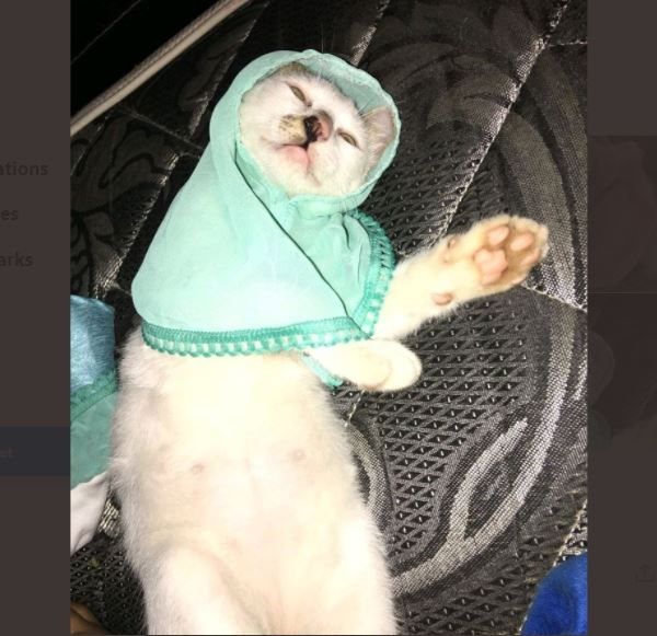 Viral Baju Syar'i Khusus Kucing, Warganet: Biar Nggak Hamil di Luar Nikah