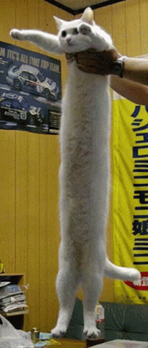 embed-gif