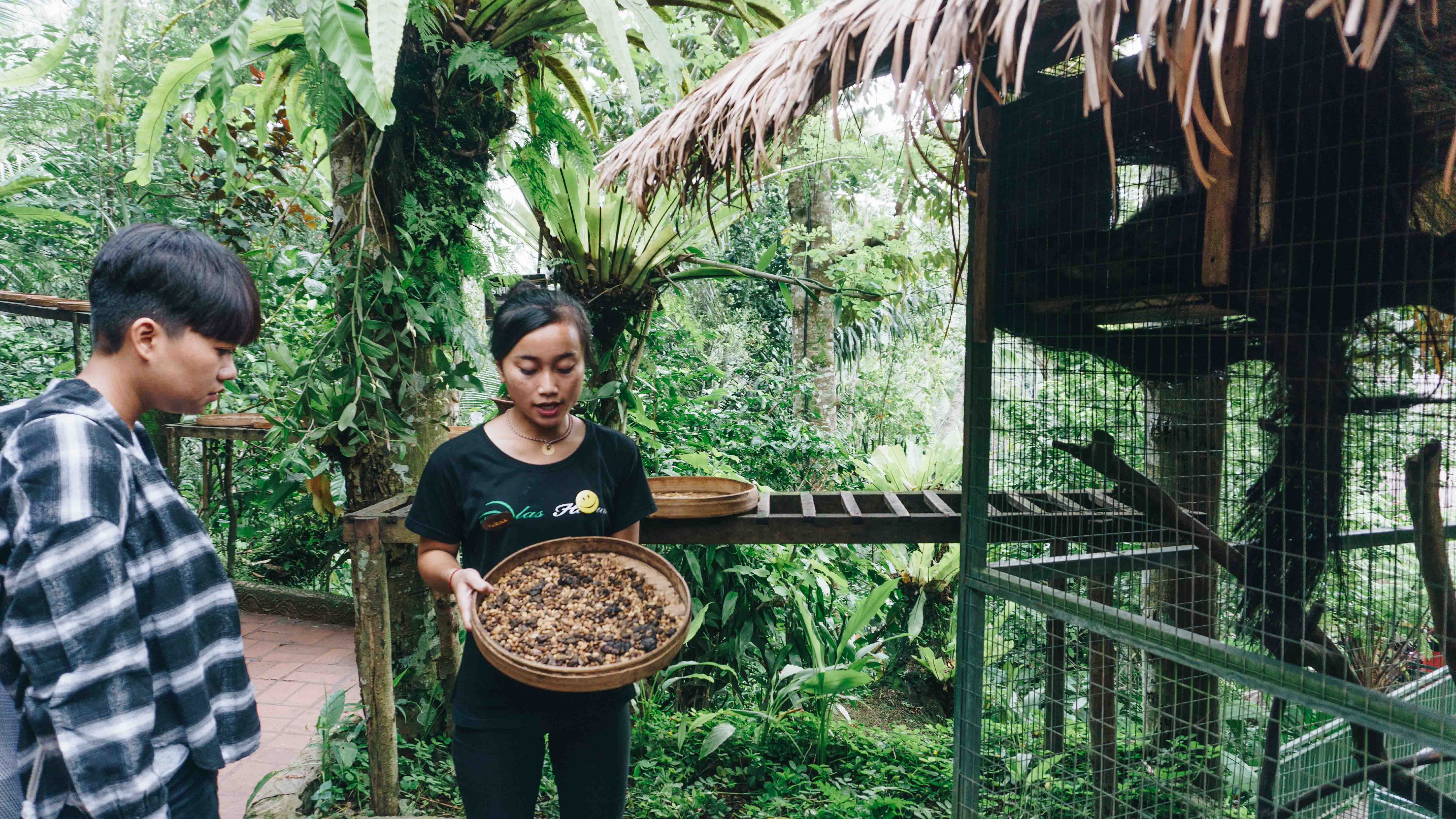 intip-menariknya-pembuatan-kopi-luwak-di-alas-harum-agrotourism-bali