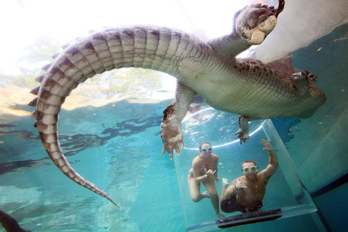 Tempat Menyelam bersama buaya ni Gan !!