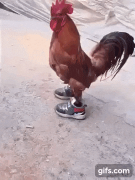 ayam-gagah-dari-jepang-namanya-shamo