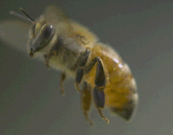 penduduk-brazil-panik-karena-500-juta-lebah-mati-dalam-3-bulan-ini-alasannya