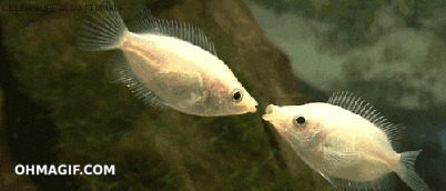 10-ikan-aquascaping-terbaik