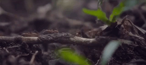 pengalaman-barusan-nyoba-ngomong-sama-semut