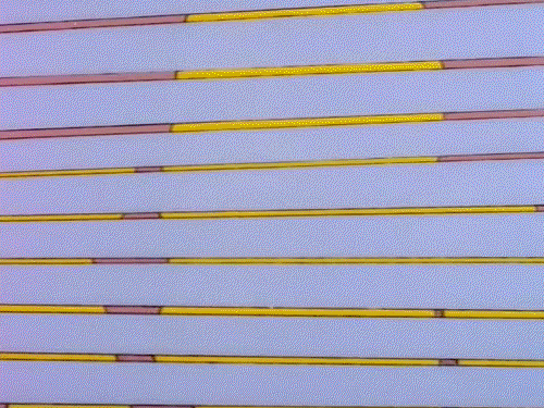 kisah-maestro-intip-mengintip-yang-jadi-inspirasi-banyak-orang