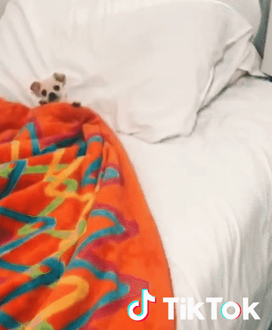 lucu-banget-nih-puppy