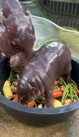 nanda-gita-mau-yang-sulit-sulit