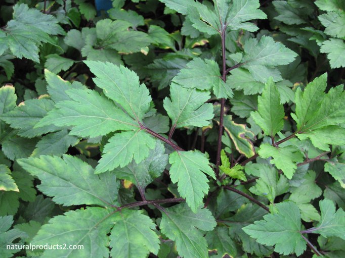 Tanaman Ini Bukan Ginseng Korea Dan Purwoceng  KASKUS