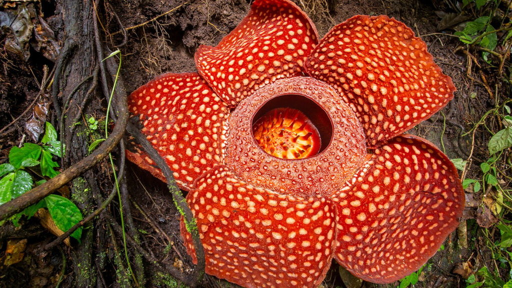 Rafflesia arnodii Beda Dengan Bunga Bangkai