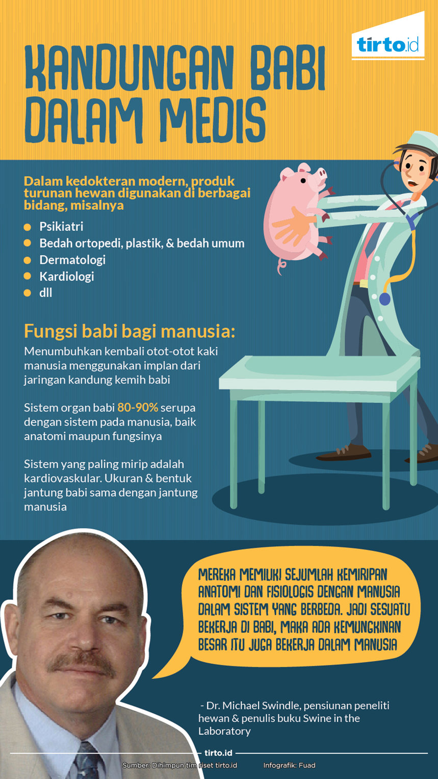 Babi-Babi di Dunia Kedokteran dan Pengobatan