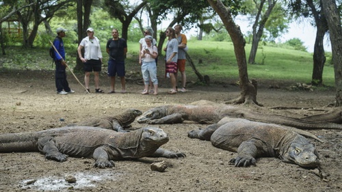 Pulau Komodo, Salah Satu Pariwisata Indonesia yang Layak Dihargai
