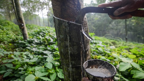 harga-karet-jatuh-petani-sebut-pemerintah-tak-serius-cari-solusi