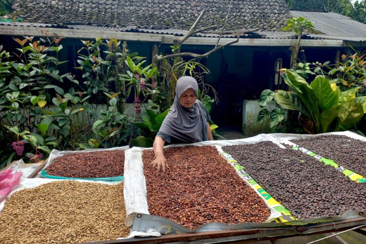 Mengenal Musimin, Petani Lereng Merapi yang Menolak Pesanan Kopi dari Jepang