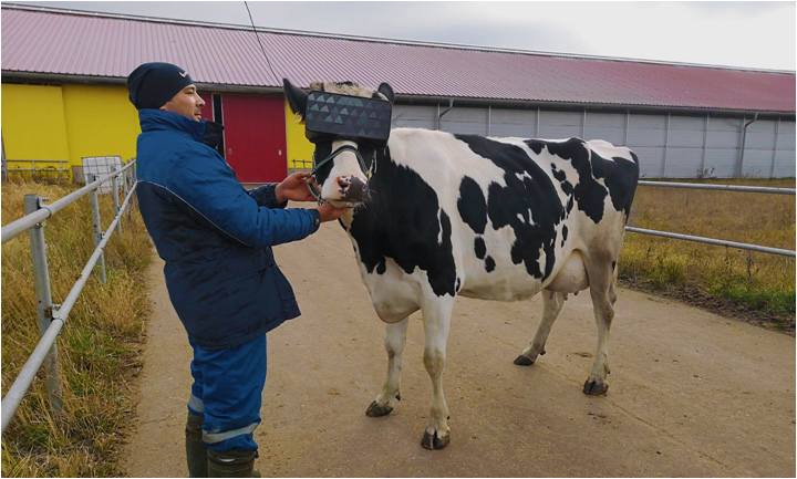 virtual-reality-membantu-peternak-dalam-meningkatkan-kualitas-susu-sapi-perah