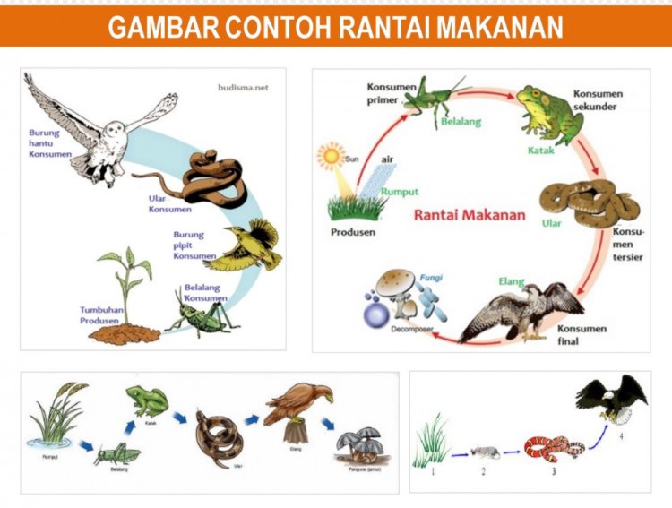 4 Bahaya yang Akan Terjadi Jika Serangga Punah