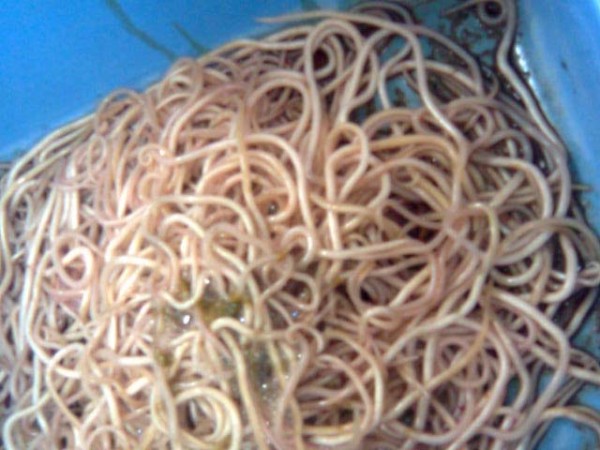 Biar Langsing, Gadis Ini Disuruh Telan Pil Isi Telur Cacing Pita