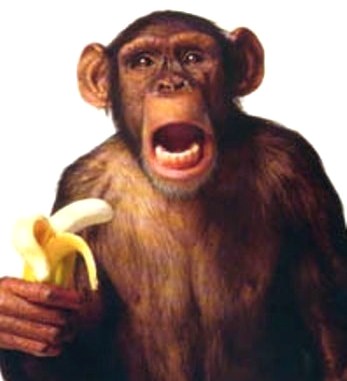 PENELITIAN TERBARU TENTANG MONYET..TERNYATA..