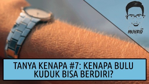 Inilah Alasan Kenapa Bulu Kuduk Bisa Berdiri