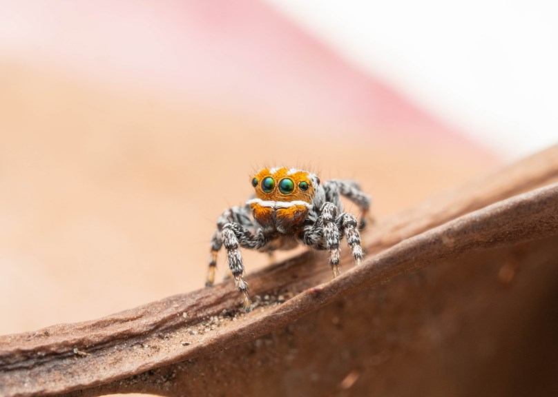 The Maratus Nemo, Laba-laba Paling Cerah Berukuran Mini yang Mirip dengan Nemo!