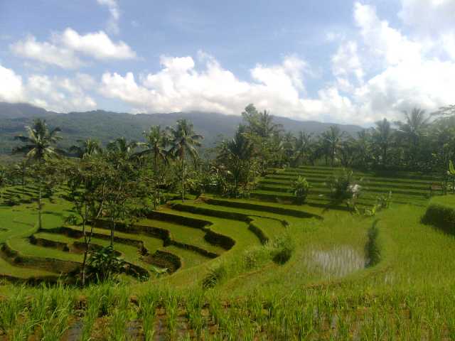 Makna Lagu Momonon "GO GREEN"