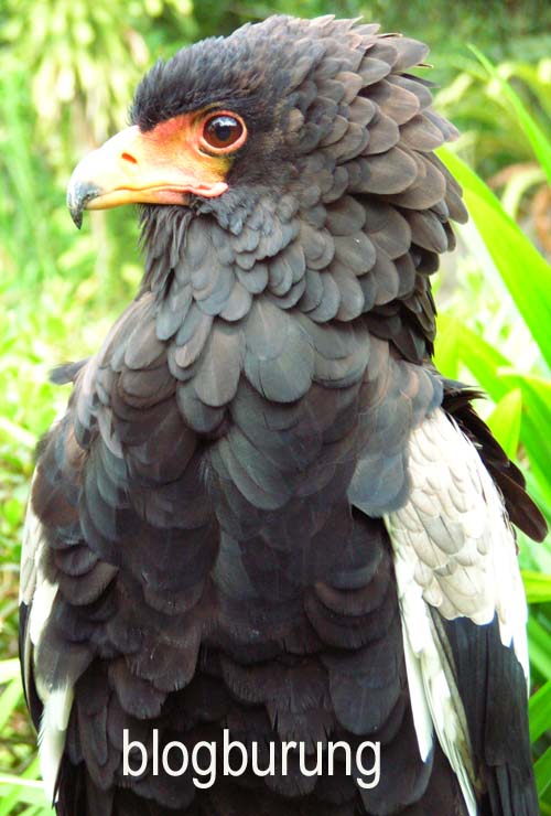 Burung Garuda Itu Ada Gak Sih Aslinya Masuk Kaskus Archive