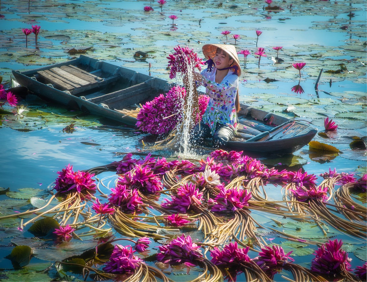 Cakep Banget! Inilah Deretan Foto Ketika Panen Bunga Teratai