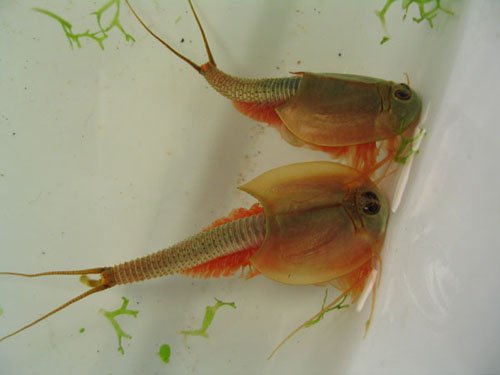 Triops, hewan purba dari jaman dinosaurus