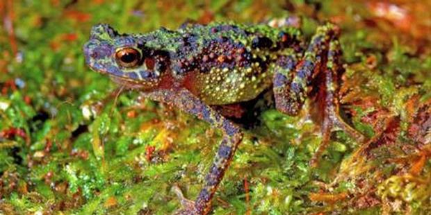 Katak Pelangi Yang Dikabarkan Punah Ditemukan di Kalimantan