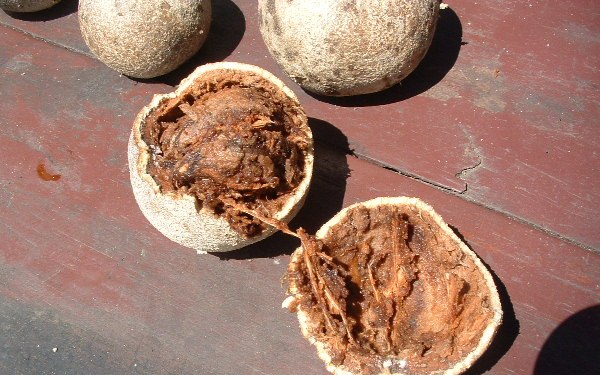 Mengenal buah langka Kawista ( Cola Van Java)