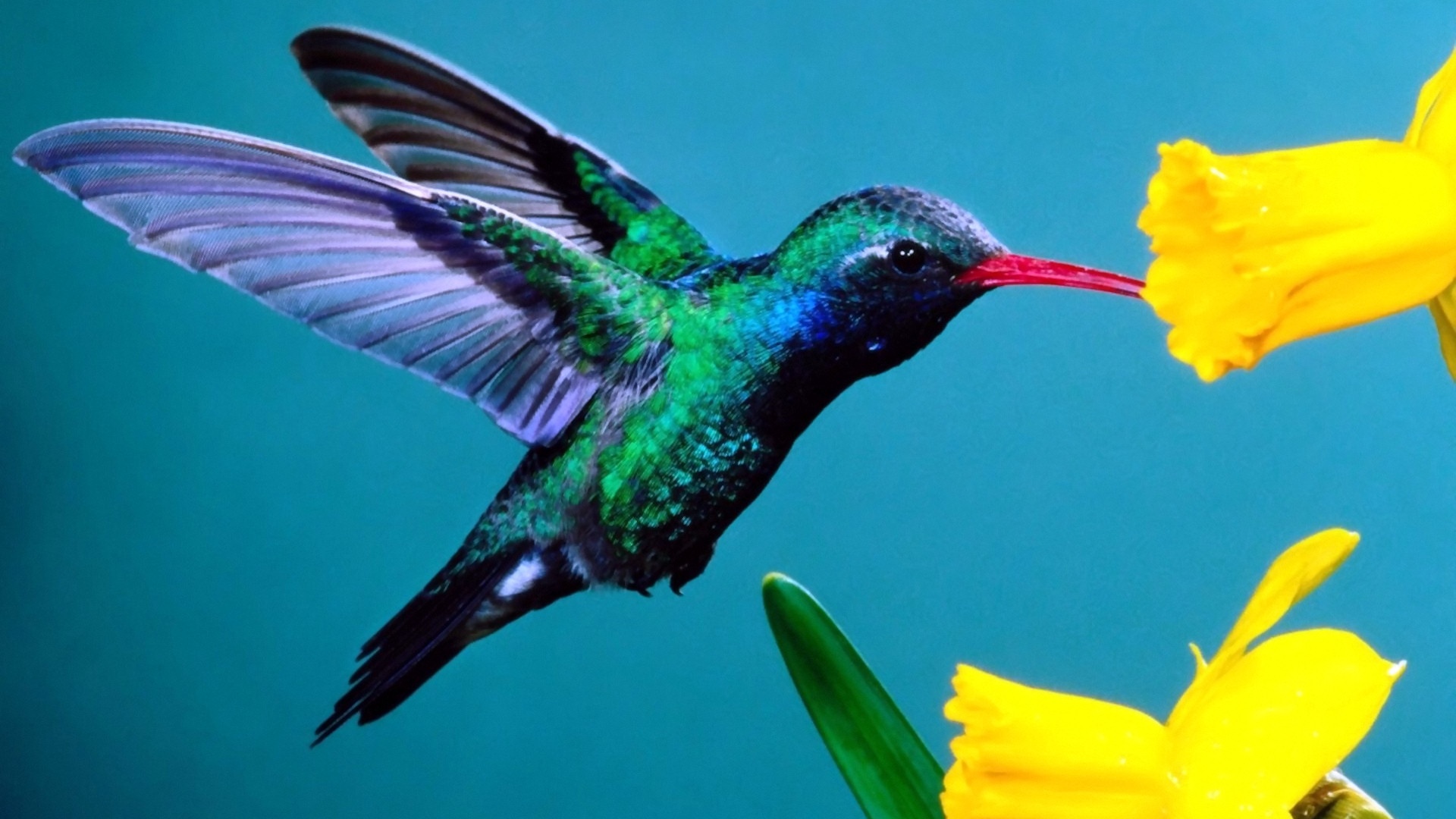 Hummingbird,Satu-satunya Burung yang Bisa Terbang Mundur