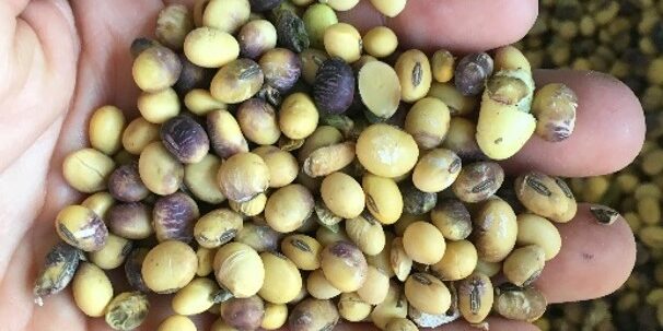 Minister Readies 10 Thousand Soybean Seeds to Boost Local Production