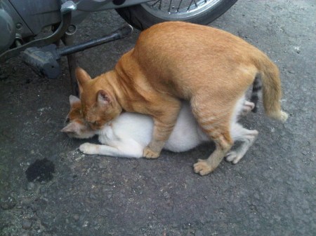 ML di balik motor...(15++)