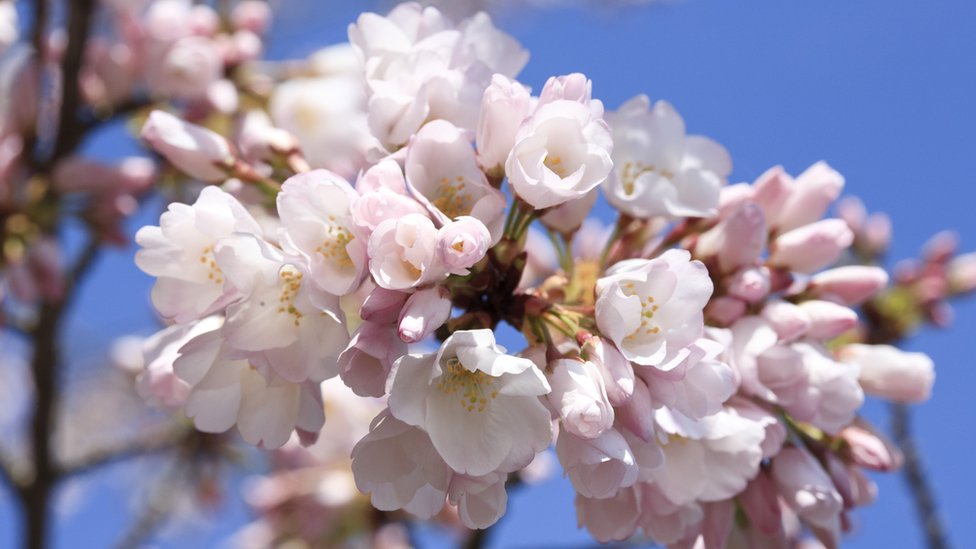 Dalam Foto: 100 tahun Bunga Sakura di Washington