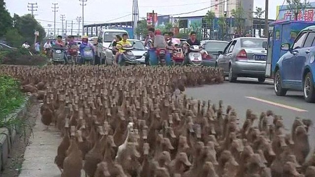 Lima Ribu Bebek Membuat Macet Jalanan