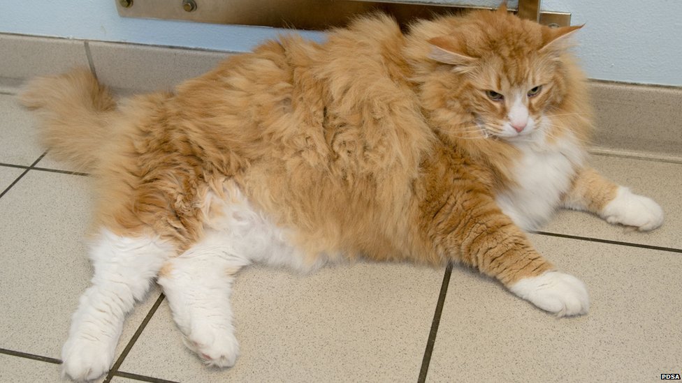 &#91;BIKIN NGAKAK&#93; Terlalu Gemuk, Kucing Ini Dibantu Anjing untuk Turunkan Berat Badan