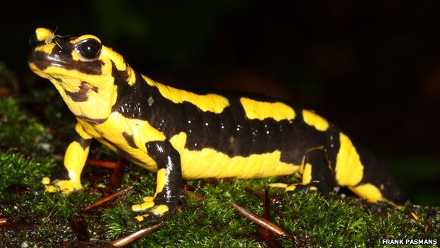 &#91;CAUDATA&#93; Semua tentang Salamander (termasuk Axolotl) dan Kadal Air