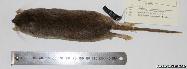 species baru .... tikus berduri di indonesia