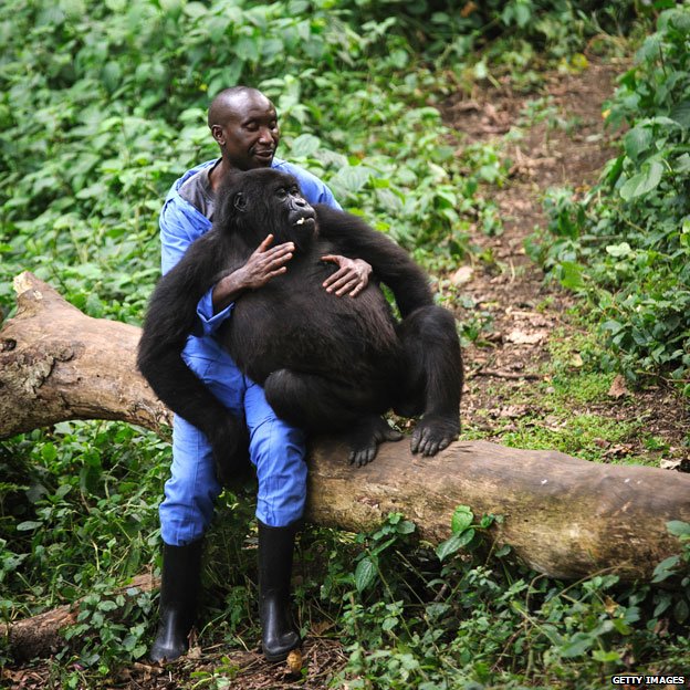 Penjaga Hutan Ini Jalin Keluarga Dengan Gorila