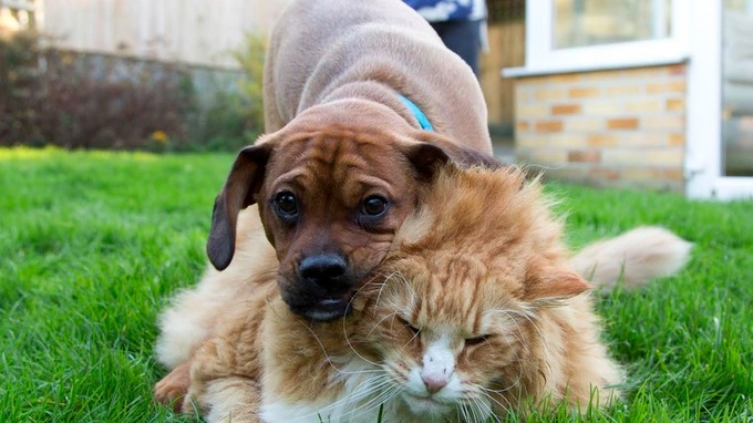 &#91;BIKIN NGAKAK&#93; Terlalu Gemuk, Kucing Ini Dibantu Anjing untuk Turunkan Berat Badan