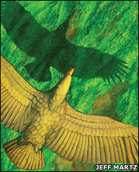 Argentavis : Burung Prasejarah Terbesar Didunia