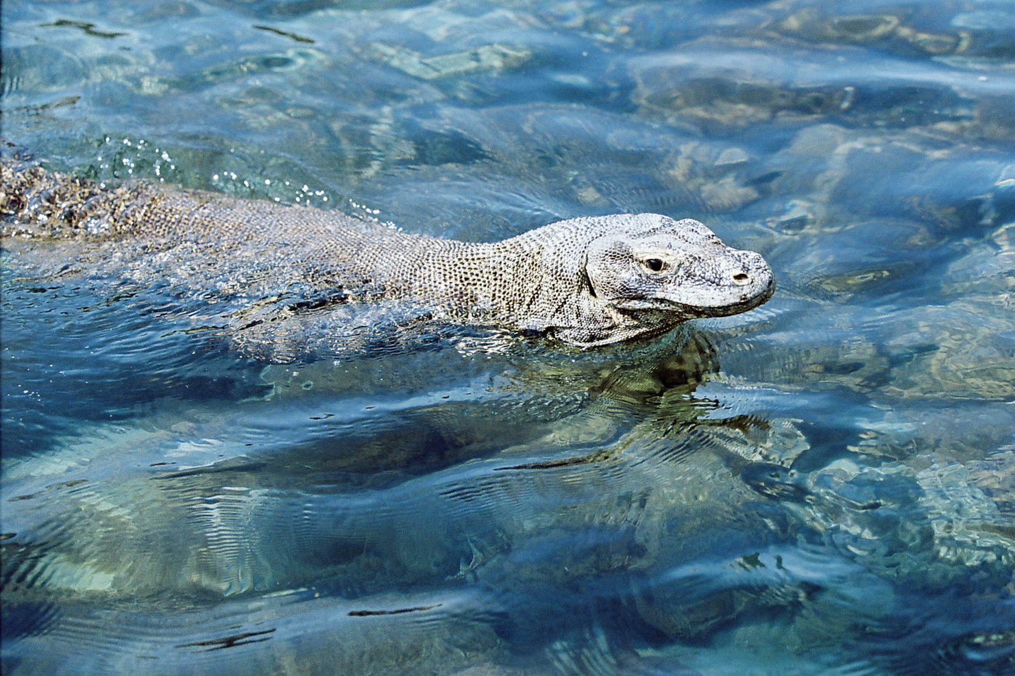 Inovasi Moderen Untuk Membuat Wisatawan Rela Membayar Mahal Ke Pulau Komodo