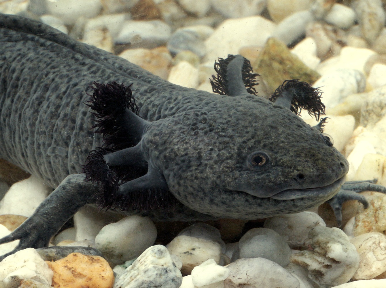 Misteri Axolotl, Ikan Unik Berkaki dari Mexico!