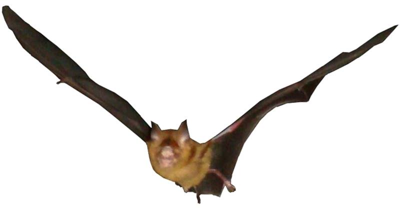 7-binatang-yang-sering-keluar-dari-mulut-manusia