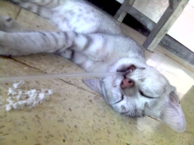 kucing-ane-gaya-tidurnya-lucu-gan-xd